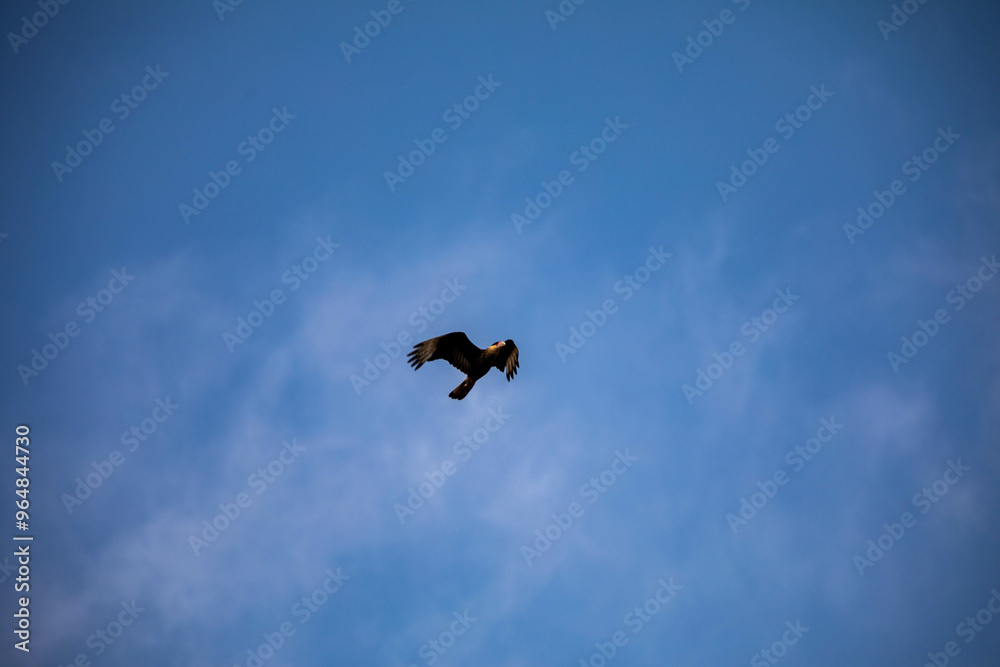 Caracara hawk Caracara plancus flying isolated on blue sky background Caracara hawk Caracara plancus flying isolated on blue sky background