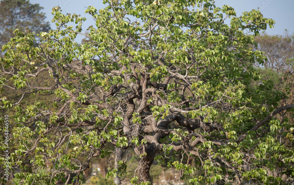Fototapeta premium pequi tree (caryocar brasileinse) in panoramic image with a flight of swallows