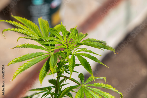 Cannabis Web Marijuana in Garden grow Leaf Plant