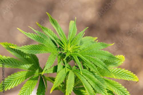 Cannabis Web Marijuana in Garden grow Leaf Plant