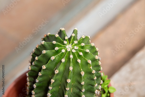 San Pedro Cactus Chile flora nativa