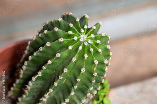 San Pedro Cactus Chile flora nativa