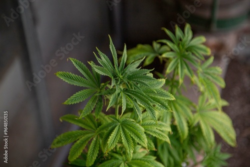 Cannabis Web Marijuana in Garden grow Leaf Plant