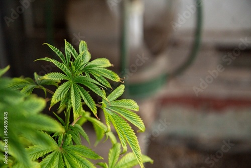 Cannabis Web Marijuana in Garden grow Leaf Plant