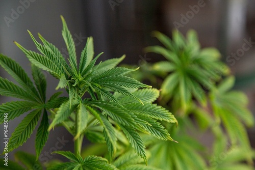 Cannabis Web Marijuana in Garden grow Leaf Plant