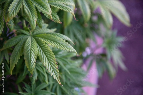 Cannabis Web Marijuana in Garden grow Leaf Plant