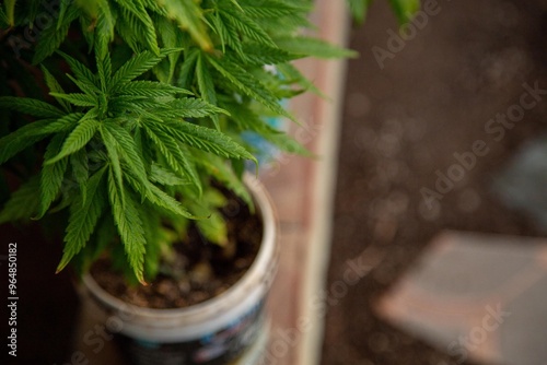 Cannabis Web Marijuana in Garden grow Leaf Plant