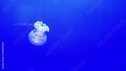 Blue American Cannonball Jellyfish swimming in the sea aquarium on a blue background photo