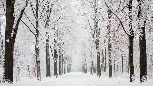 Winter snow landscape photo