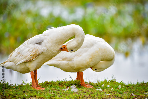 Two anser domestic geese standing on grass by the pond in rain. Anser Cygnoides of white color molting feathers by flocking together.  photo