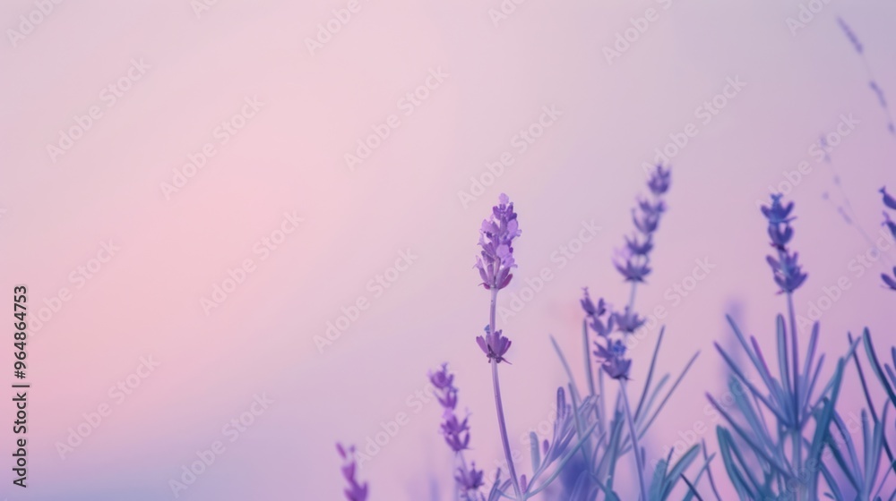 Naklejka premium Lavender Field at Sunset