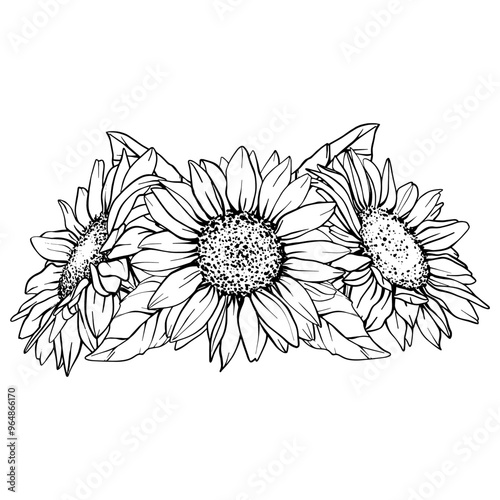Vector Sunflower illustration. Flower arrangement drawing in line art style. Botanical sketch painted by black inks. Hand Drawn Bouquet Graphics element outline