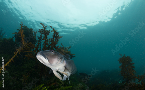 Blue cod, Parapercis colias