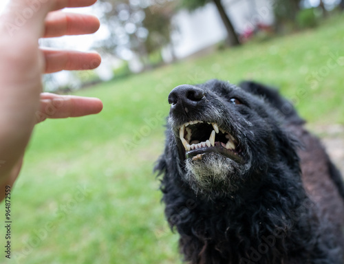 Dog showing teeth to human in park photo