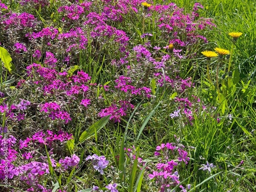 Pink garden phlox and yellow dandelion flowers in grass #964873708