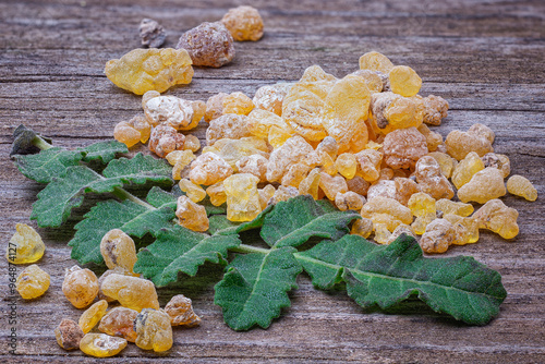 Frankincense (Boswellia sacra), Burseraceae. Resin. deciduous tree, plant of ethnic interest,