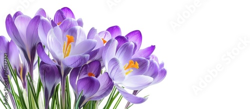 Crocus Plural Crocuses Or Croci Is A Genus Of Flowering Plants In The Iris Family A Single Crocus A Bunch Of Crocuses A Meadow Full Of Crocuses Close Up Crocus Crocus On White Background photo