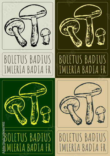 Set of vector drawing BOLETUS BADIUS in various colors. Hand drawn illustration. Latin name is IMLERIA BADIA FR.
