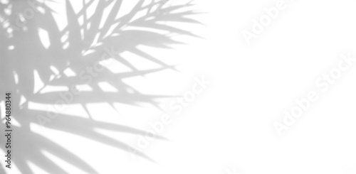 Wallpaper Mural shadow overlay effect isolated on transparent. Transparent shadows and light from palm leaves and branches. Mockup of leaf shadow and lightning Torontodigital.ca