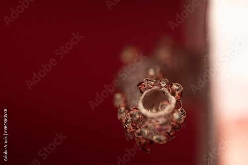 abelhas jataí  entrando na colmeia