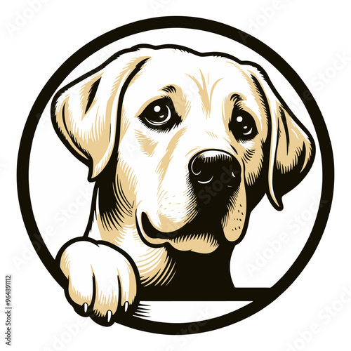 Labrador Retriever 02