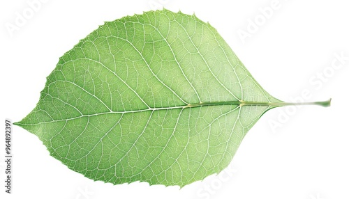 Transparent green aspen leaf isolated a clean white background, showcasing its intricate structure