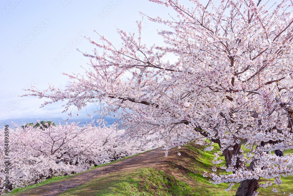五稜郭公園の桜