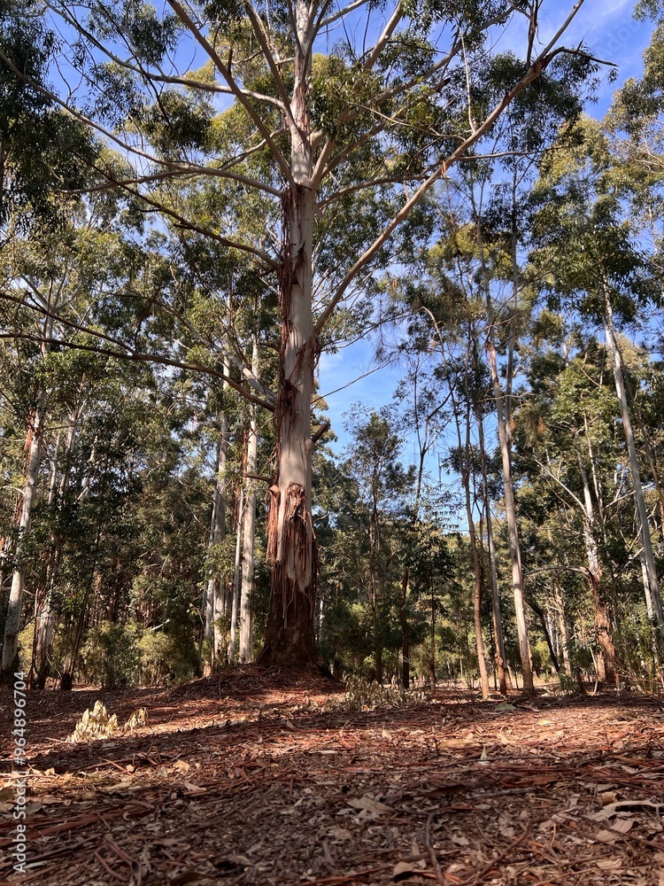 Fototapeta premium trunk and wood, troncos y madera en bosque nativo de eucalipto. Arboles y naturaleza Uruguay. Bosque y árboles en otoño