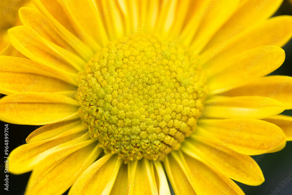 Close Up Macro Yellow Chrysanthemum Flower Close Up Macro Yellow Chrysanthemum Flower