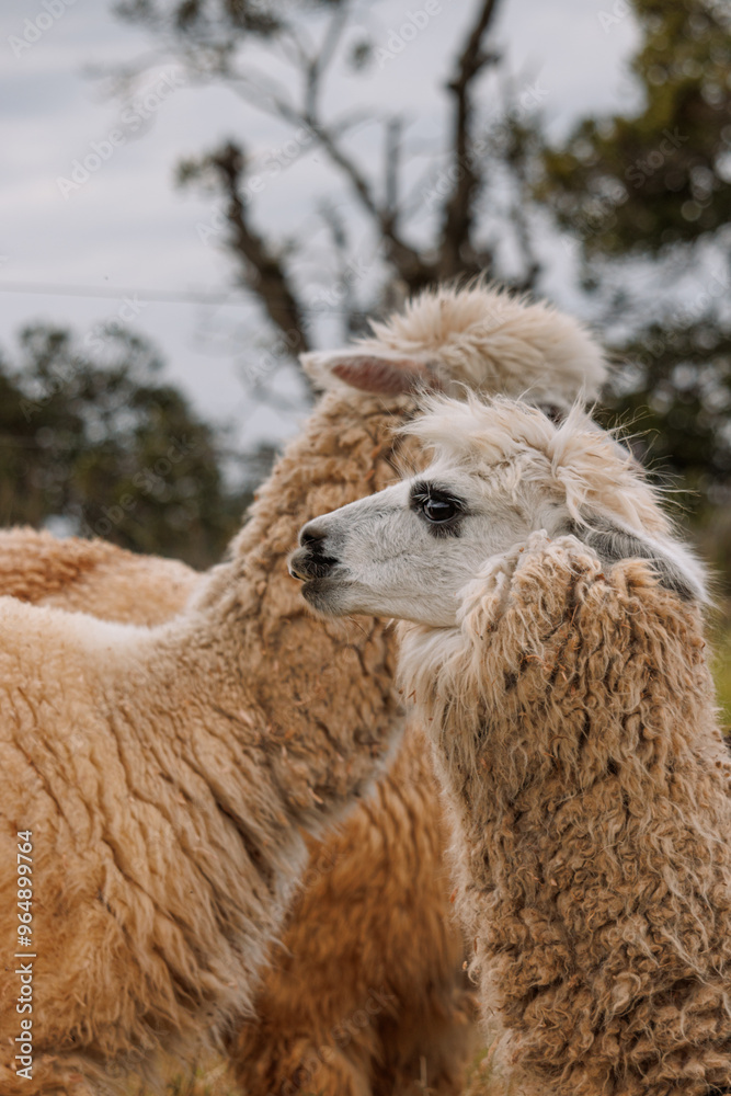 Fototapeta premium llama in the mountains