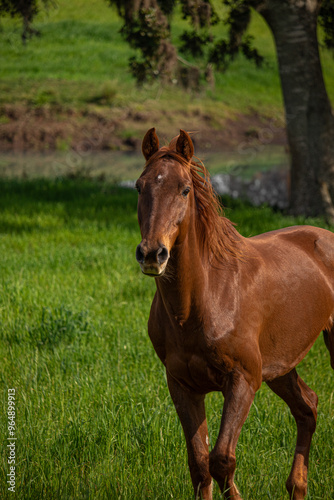 horse in the meadow