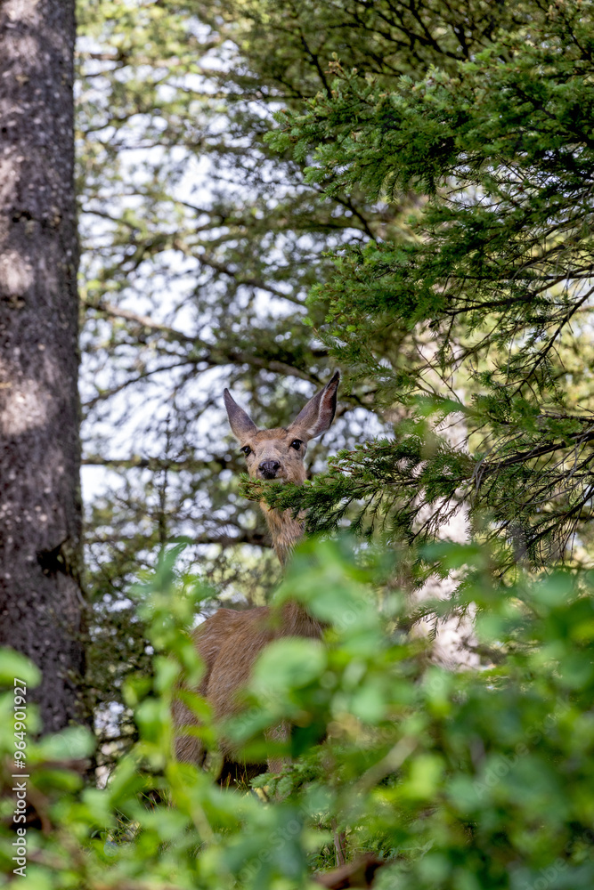 Deer Peeking at Camera Deer Peeking at Camera