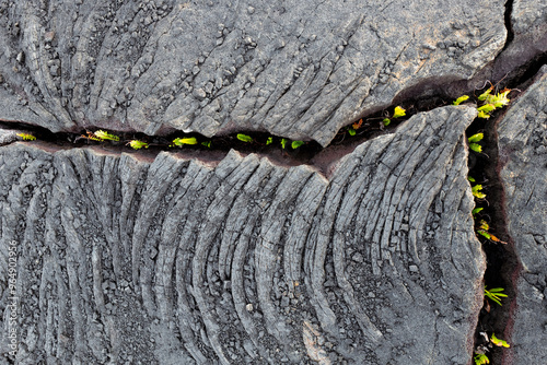 plants in a volcano crack