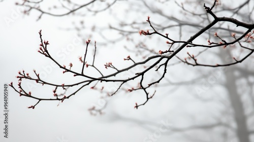 Bare tree branches with buds against a foggy background. Serenity and nature concept