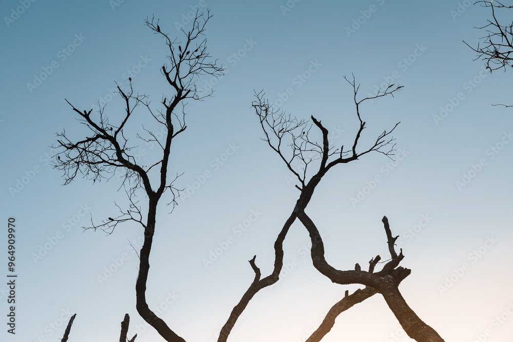 silhouette of a tree silhouette of a tree