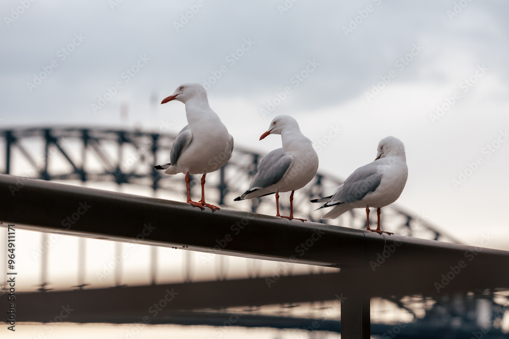 Obraz premium seagull on the pier