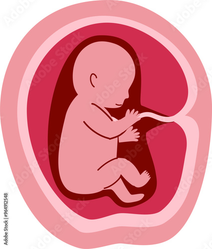 Human embryonic development Illustration  photo