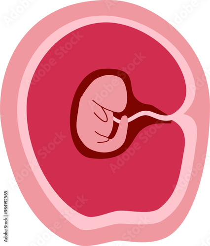 Human embryonic development Illustration 