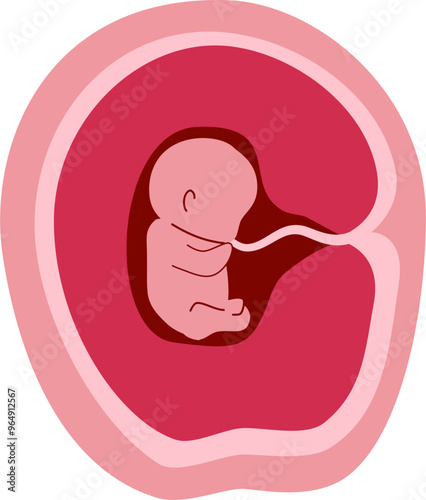 Human embryonic development Illustration  photo