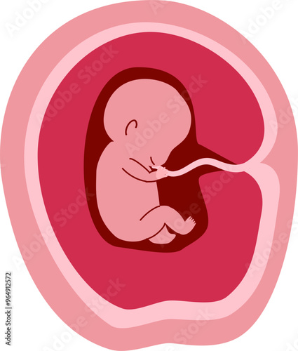 Human embryonic development Illustration 