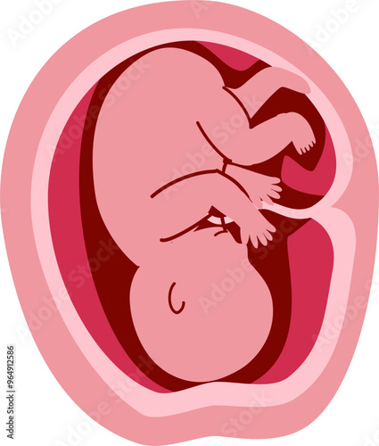 Human embryonic development Illustration  photo