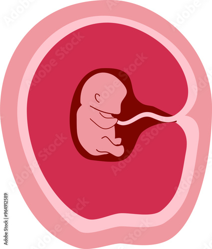 Human embryonic development Illustration 