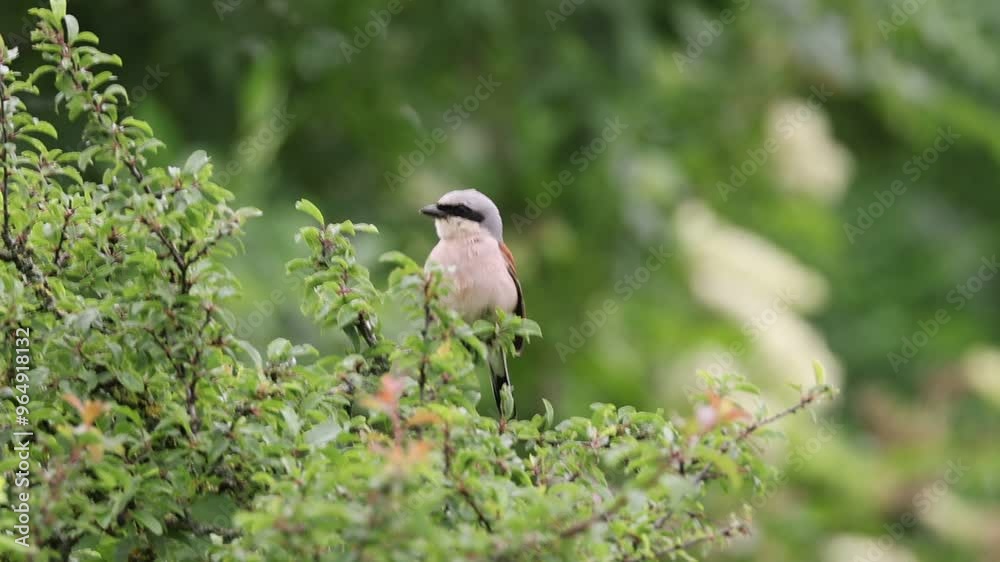 Red-backed shrike (Lanius collurio) Male Germany Red-backed shrike (Lanius collurio) Male Germany