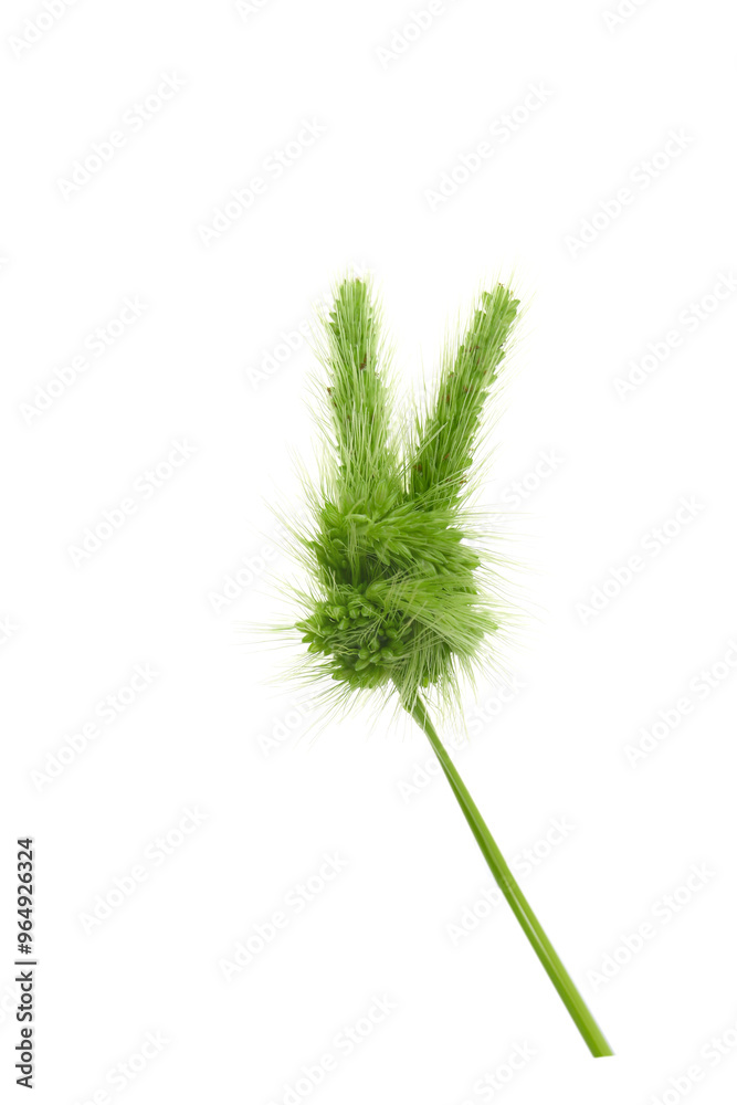 a cute craft rabbit made from a common green foxtail grass a cute craft rabbit made from a common green foxtail grass