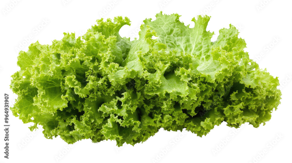 Fototapeta premium lettuce transparent background