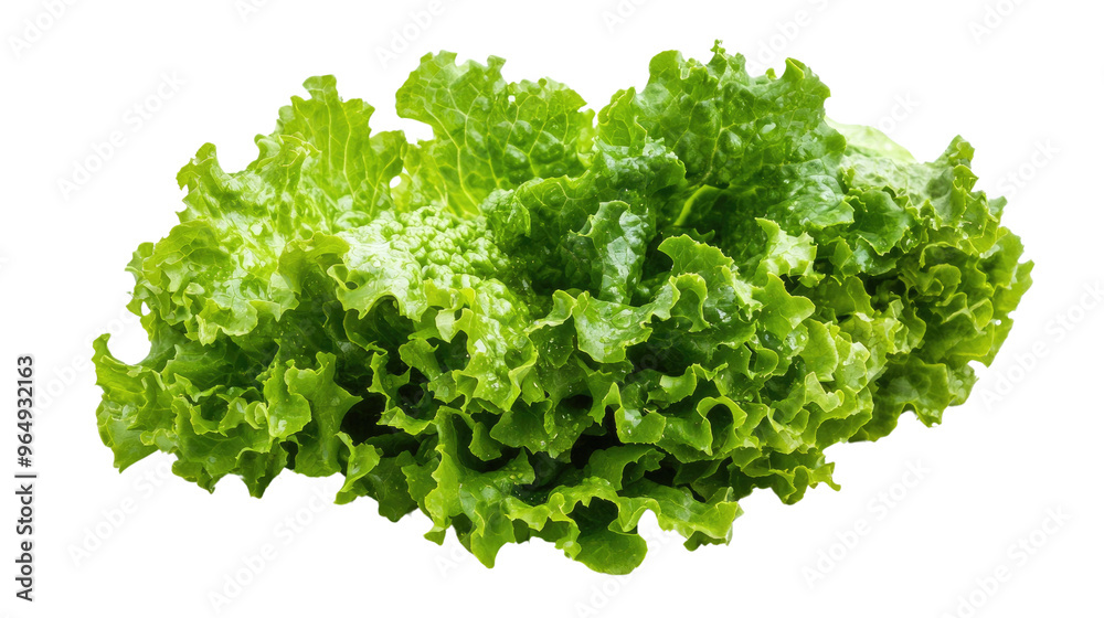 Obraz premium lettuce transparent background