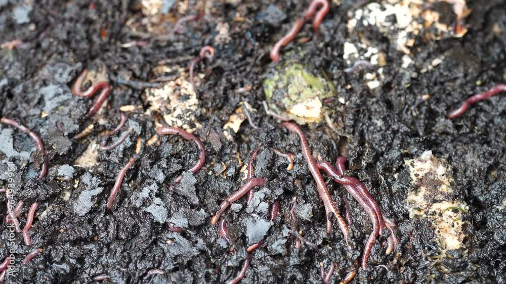 sustainable living with worms in a worm farm recycling compost and food waste in australia sustainable living with worms in a worm farm recycling compost and food waste in australia