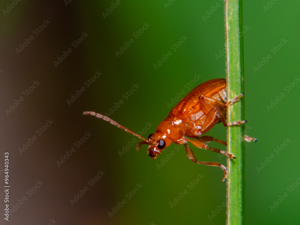 Herbivorous insects with macro nature background. Herbivorous insects with macro nature background.