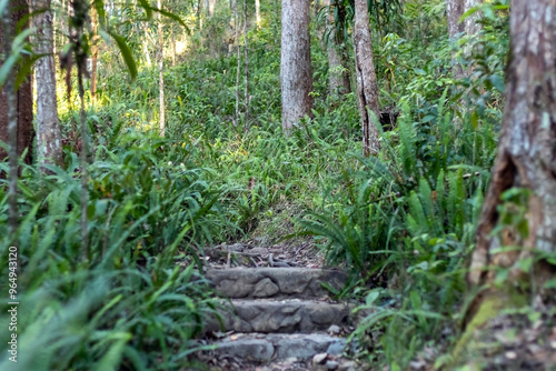 Sunlit Forest and Lush Native Vegetation: Exploring Baxter Creek in Queensland's Kondalilla National Park, Australia. Nature background with selective focus photo