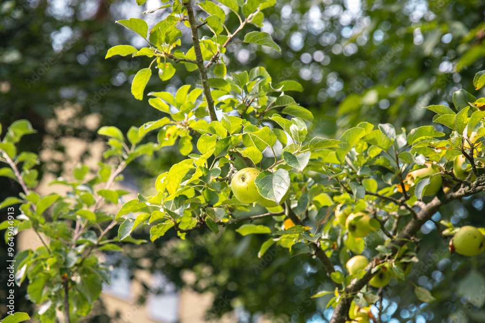Apple tree branch with green leaves and ripening apples in summer sunlight, highlighting nature's beauty concept Apple tree branch with green leaves and ripening apples in summer sunlight, highlighting nature's beauty concept